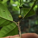 Aglaia simplicifolia - Photo (c) Siddarth Machado, some rights reserved (CC BY), uploaded by Siddarth Machado