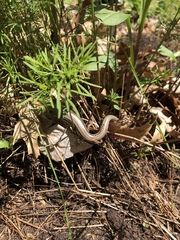 Plestiodon septentrionalis