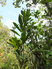 Agrostistachys borneensis