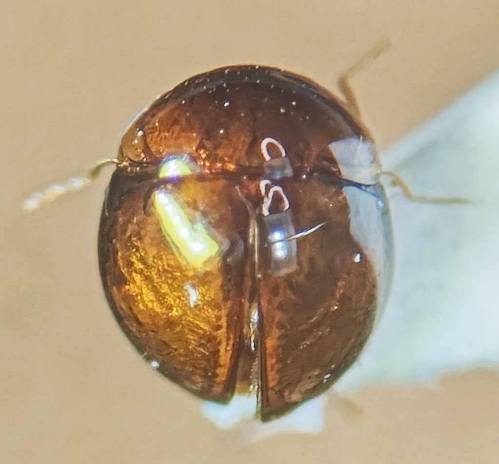Clambus formosanus