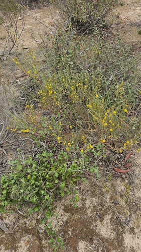 Image of Acacia rigens by (c) Rosalie Lawrence, some rights reserved (CC BY)