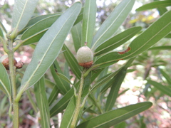 Quercus mulleri