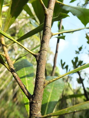 Agrostistachys borneensis