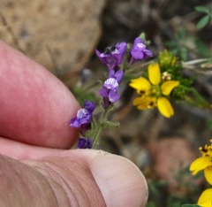 Sairocarpus pusillus