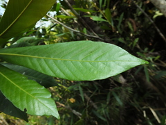 Agrostistachys borneensis