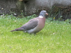 Columba palumbus