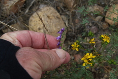 Sairocarpus pusillus