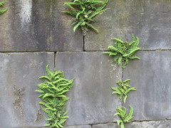 Asplenium trichomanes