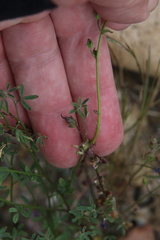 Sairocarpus pusillus