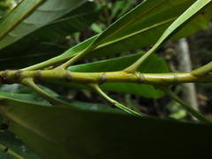 Agrostistachys borneensis