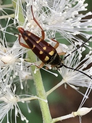Typocerus velutinus