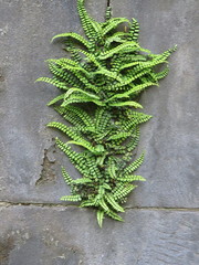Asplenium trichomanes