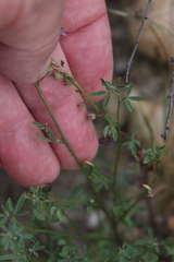 Sairocarpus pusillus