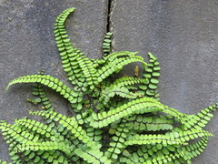 Asplenium trichomanes
