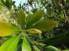 Agrostistachys borneensis
