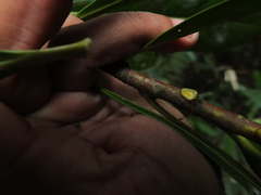 Agrostistachys borneensis