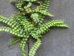 Asplenium trichomanes