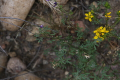 Sairocarpus pusillus