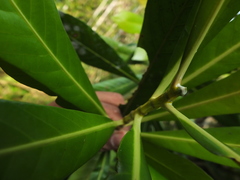 Agrostistachys borneensis