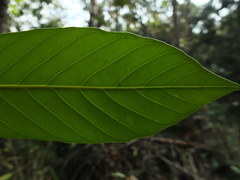 Agrostistachys borneensis