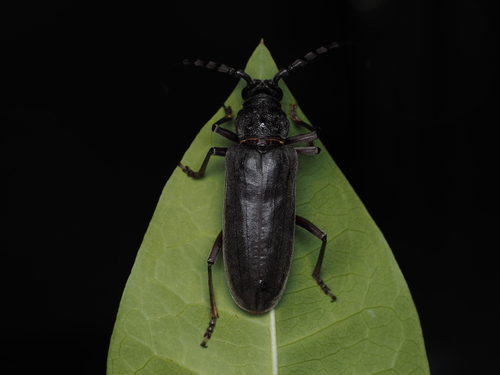 Xenopachys