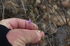 Sairocarpus nuttallianus