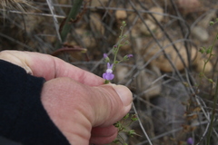 Sairocarpus nuttallianus