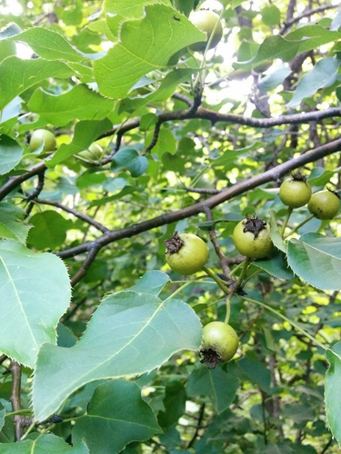 Pyrus ussuriensis iNat (1)