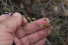 Sairocarpus nuttallianus