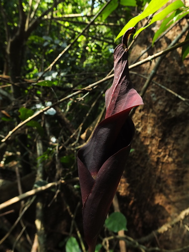 Image of Wight's Twisted Arum by (c) Siddarth Machado, some rights reserved (CC BY)