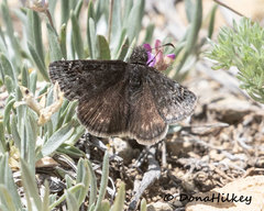 Erynnis persius