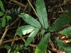 Anaphyllum wightii