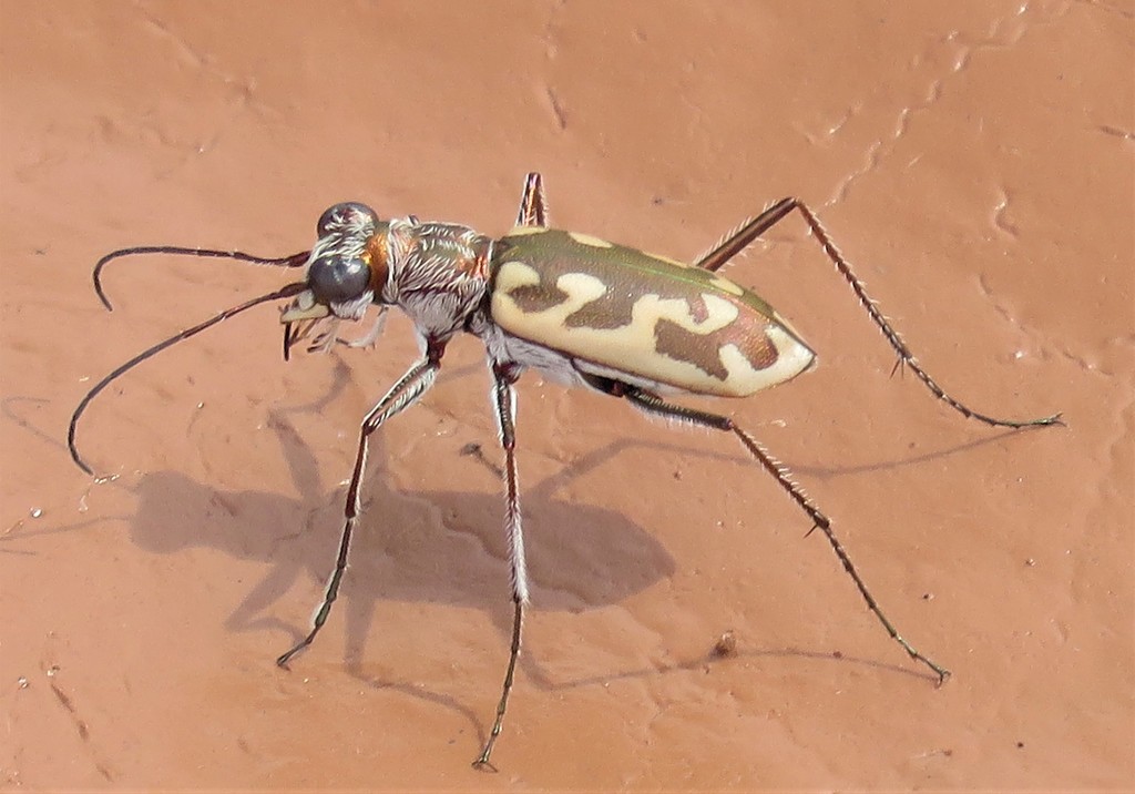 Sandy Stream Tiger Beetle