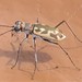 Sandy Stream Tiger Beetle - Photo (c) Mark S Romero, some rights reserved (CC BY-NC), uploaded by Mark S Romero