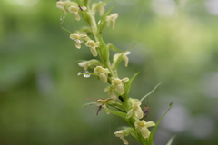 Platanthera flava herbiola