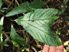 Anaphyllum wightii