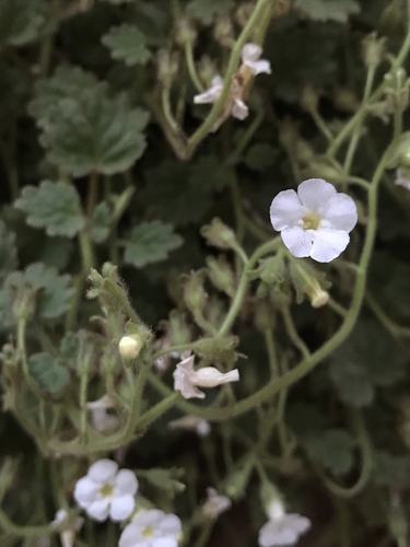 nodding scorpionflower (Phacelia laxiflora)