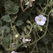 Phacelia laxiflora - Photo (c) Joan, algunos derechos reservados (CC BY-NC), subido por Joan