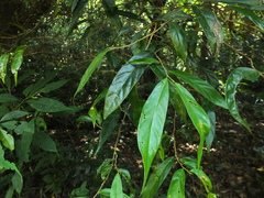 Antidesma montanum