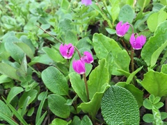 Primula frigida