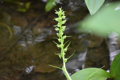 Platanthera flava herbiola