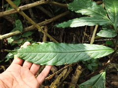 Anaphyllum wightii