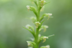 Platanthera flava herbiola
