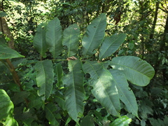 Aphanamixis polystachya