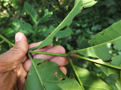 Aphanamixis polystachya