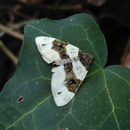 Cosmorhoe ocellata