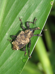 Heilipodus bellicosus