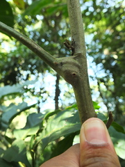 Aphanamixis polystachya