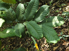 Aphanamixis polystachya