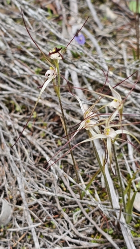 Image of Caladenia capillata by (c) Rosalie Lawrence, some rights reserved (CC BY)